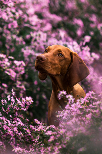 Magyar Vizsla in rosa Blüten, Magdeburg